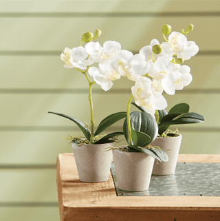Phalaenopsis Orchid - dolly mama boutique