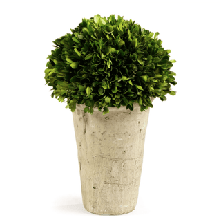 Potted Boxwood Ball