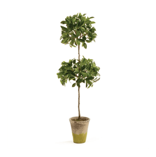 Ficus Double Topiary - dolly mama boutique