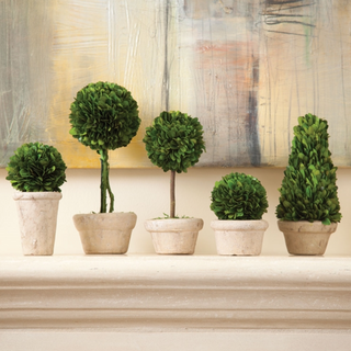 Boxwood Topiaries In Pots - Small - dolly mama boutique