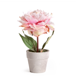 Mini Potted Peony - Light Pink - dolly mama boutique