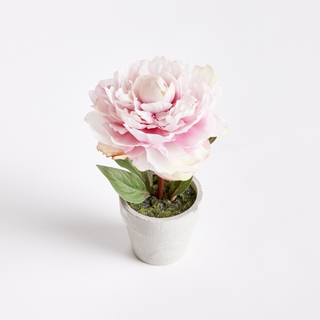 Mini Potted Peony - Light Pink - dolly mama boutique
