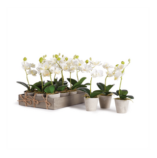 Phalaenopsis Orchid - dolly mama boutique