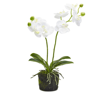 White Butterfly Orchid - dolly mama boutique