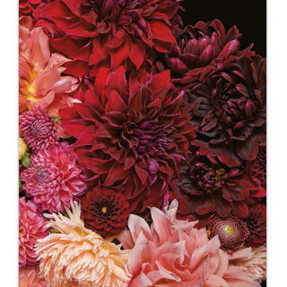 “Dahlias: Beautiful Varieties for Home & Garden” Book - dolly mama boutique