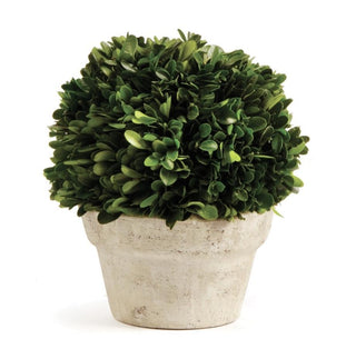 Boxwood Ball in Pot - dolly mama boutique