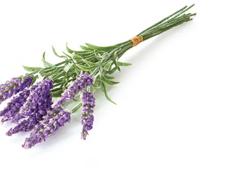 French Lavender Bundle GP216