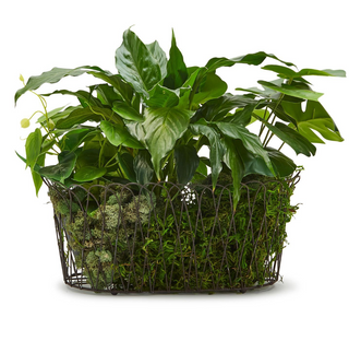 French Wire Oval Planter Basket