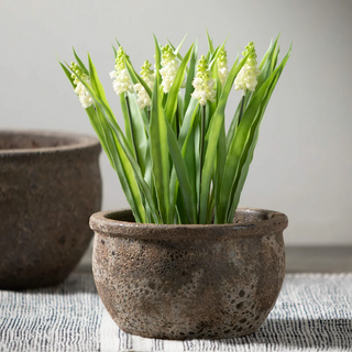 Potted Grape Hyacinth