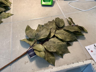 Salal Leaf Pick
