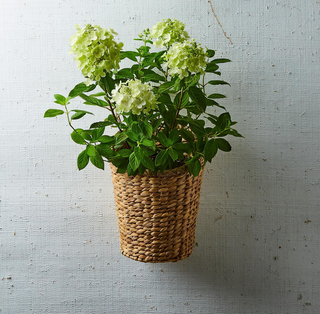 Hanging Storage Planter Basket 54108 - dolly mama boutique