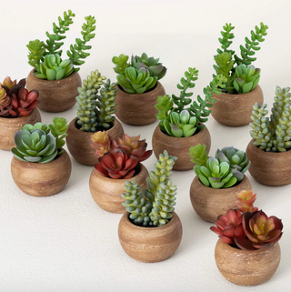 Mixed Succulent 02820Pot