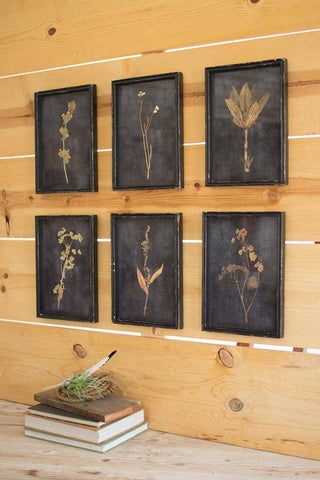 Botanical Print Under Glass - Assorted