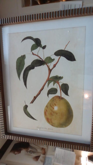 Gold Framed Pear Prints