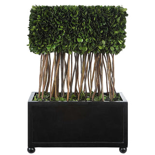 Preserved Boxwood Topiary 60188 - dolly mama boutique