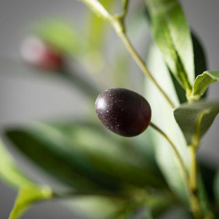 Olive Tree