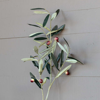 Tuscan olive stem