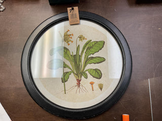 Framed Botanical Round Asst. 13.75” Diameter