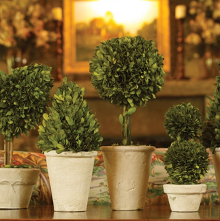 Topiary In Clay Pot