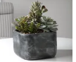 Alverio Succulents