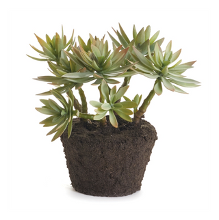 Drop in Jewel Succulent CC408 - dolly mama boutique