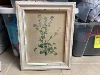Framed Botanical Print Asst.