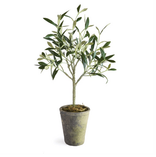 Potted Olive Tree D12019 - dolly mama boutique