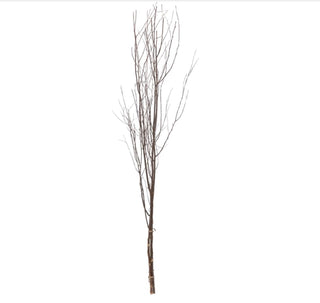 Birch Branch - dolly mama boutique