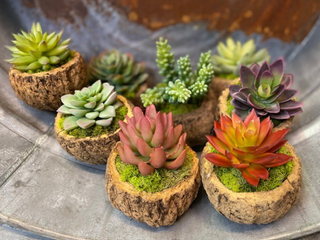 Coconut Pot Plants - dolly mama boutique