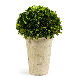 Potted Boxwood Ball  7534PG - dolly mama boutique