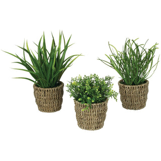 Assorted Plant Basket