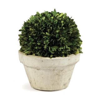 Boxwood Ball in Pot - dolly mama boutique