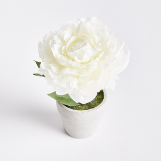 Mini Potted Peony - White - dolly mama boutique