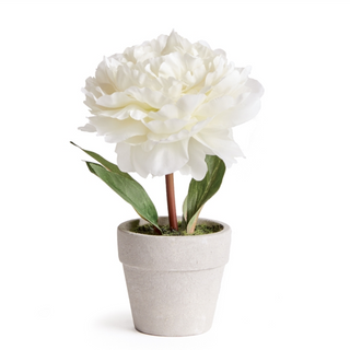 Mini Potted Peony - White - dolly mama boutique