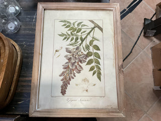 Framed Botanical Print Asst. 18”x13.75”