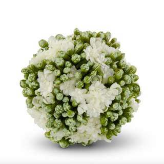 White Kalanchoe Orb