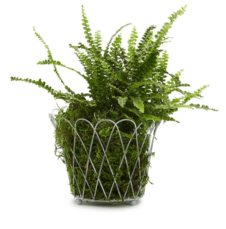 French Wire Planter Basket - dolly mama boutique