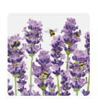 Beverage Napkins - dolly mama boutique