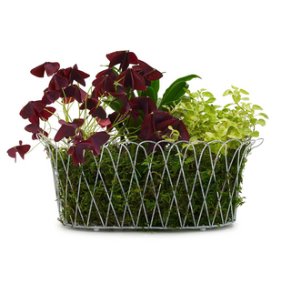 French Wire Oval Planter Basket
