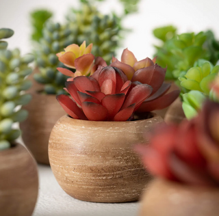 Mixed Succulent 02820Pot