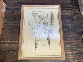Botanical Print in Wood Frame 23 1/2” x 17 3/4”